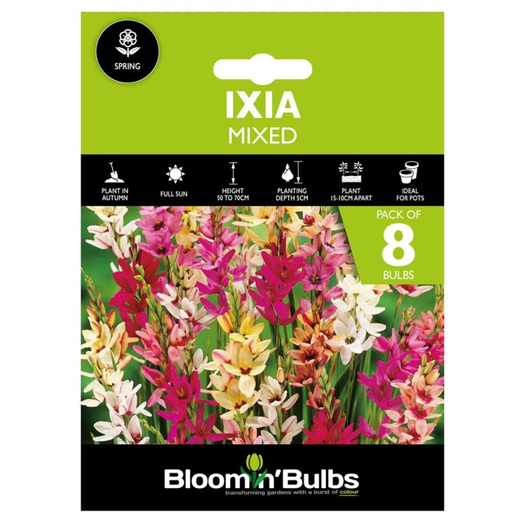 Picture of IXIA MIXED 8PK