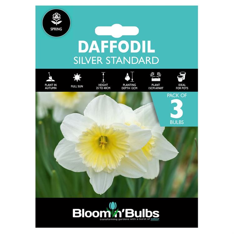 Picture of DAFFODIL SILVER STANDARD 3pk