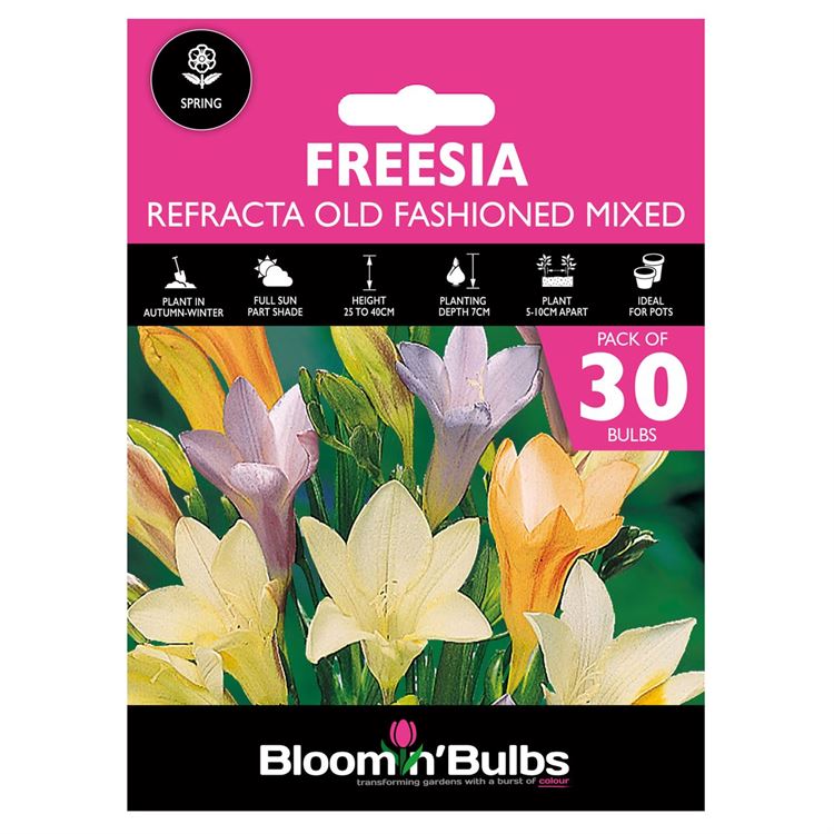 Picture of FREESIA REFRACTA O/F MIXED 30pk