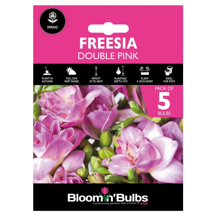 Picture of FREESIA DOUBLE PINK 5PK