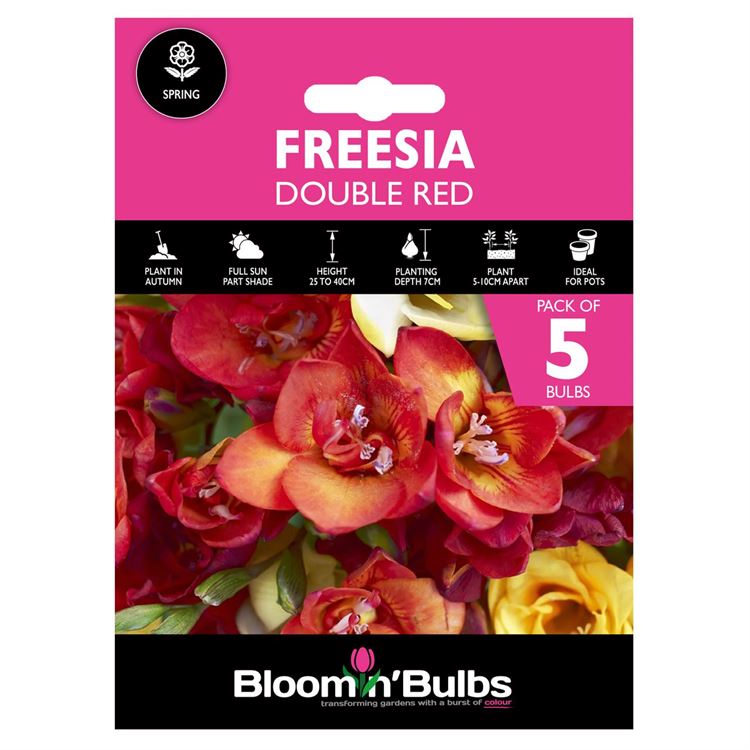 Picture of FREESIA DOUBLE RED 5PK