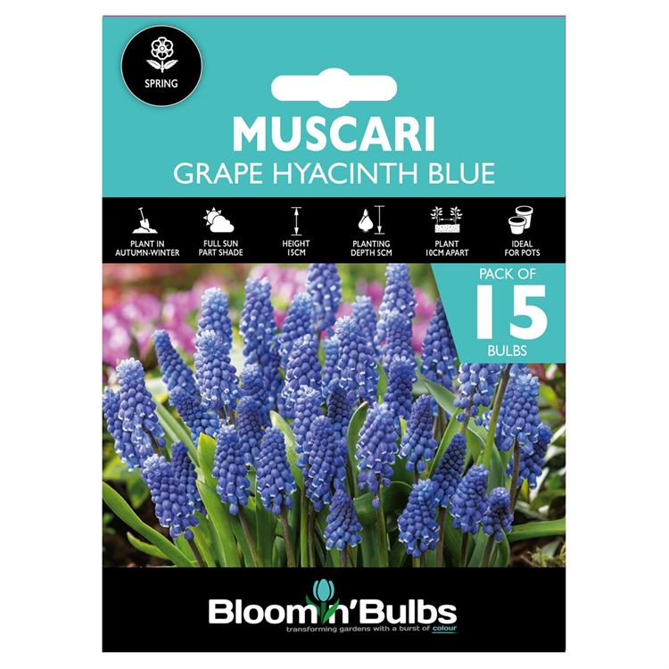 Picture of GRAPE HYACINTH BLUE 15pk