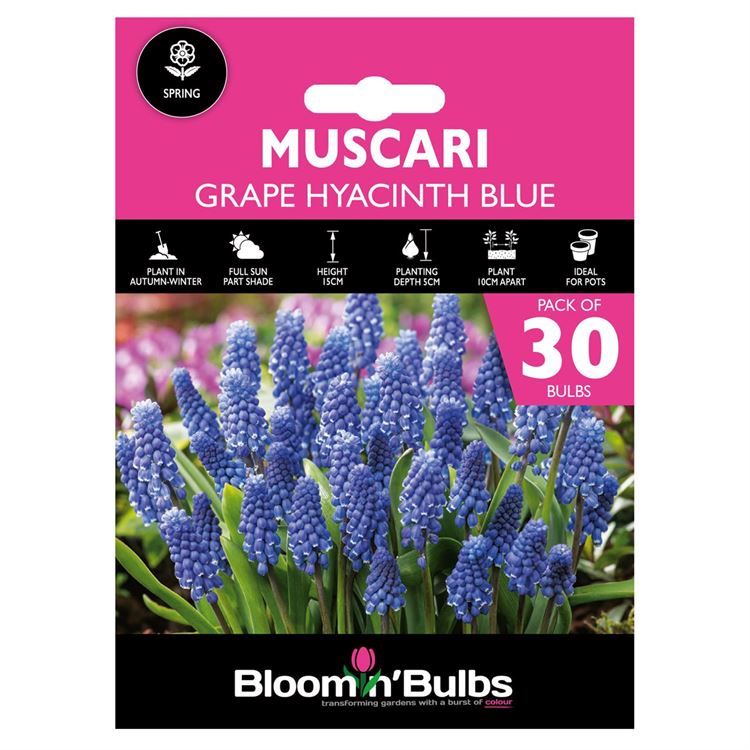 Picture of GRAPE HYACINTH BLUE 30pk
