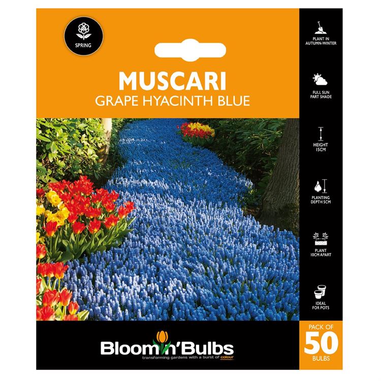 Picture of GRAPE HYACINTH BLUE  50PK