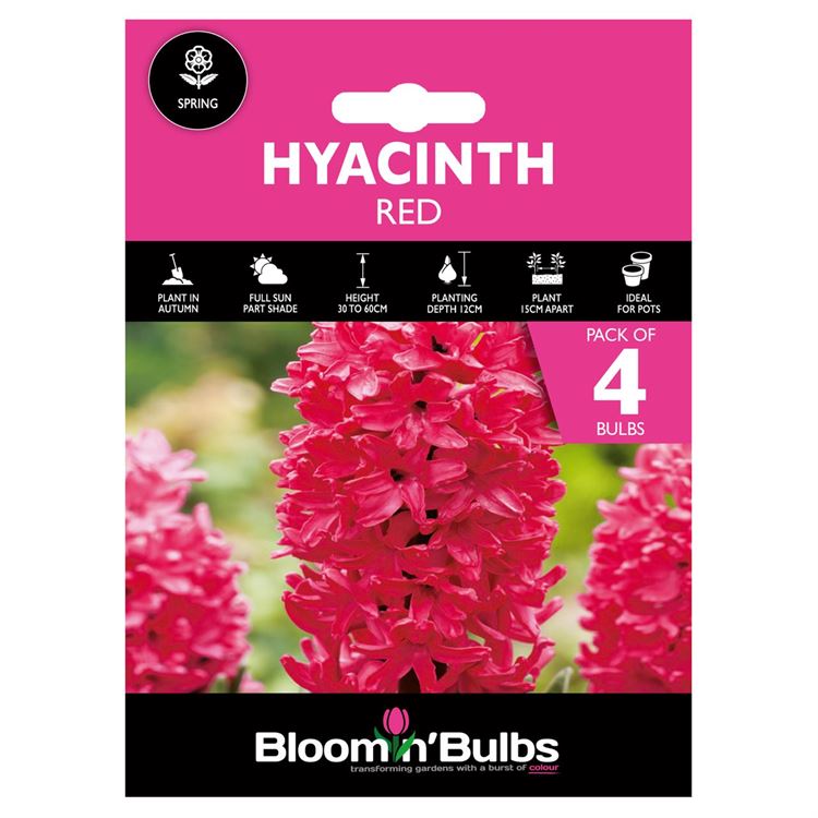 Picture of HYACINTH RED 4pk