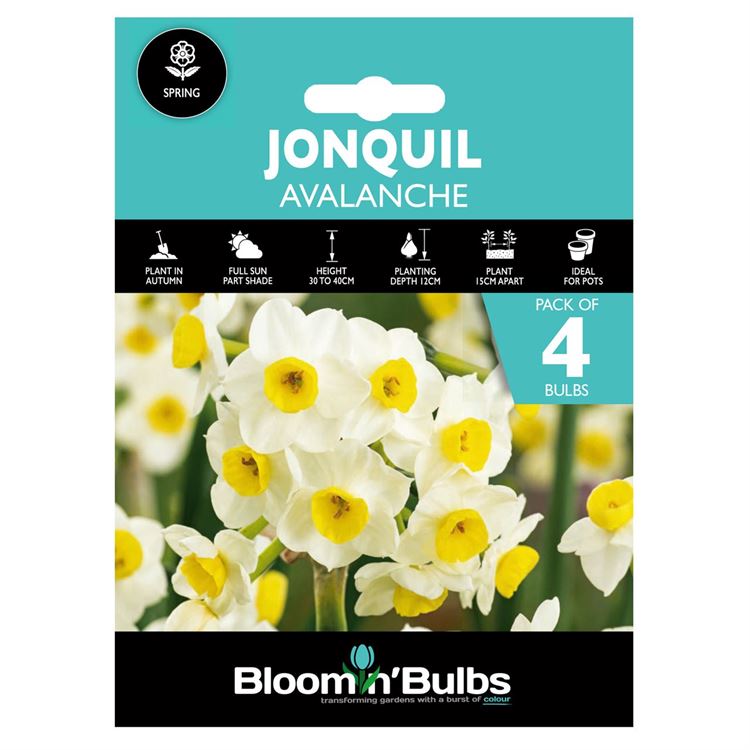Picture of JONQUIL AVALANCHE 4pk
