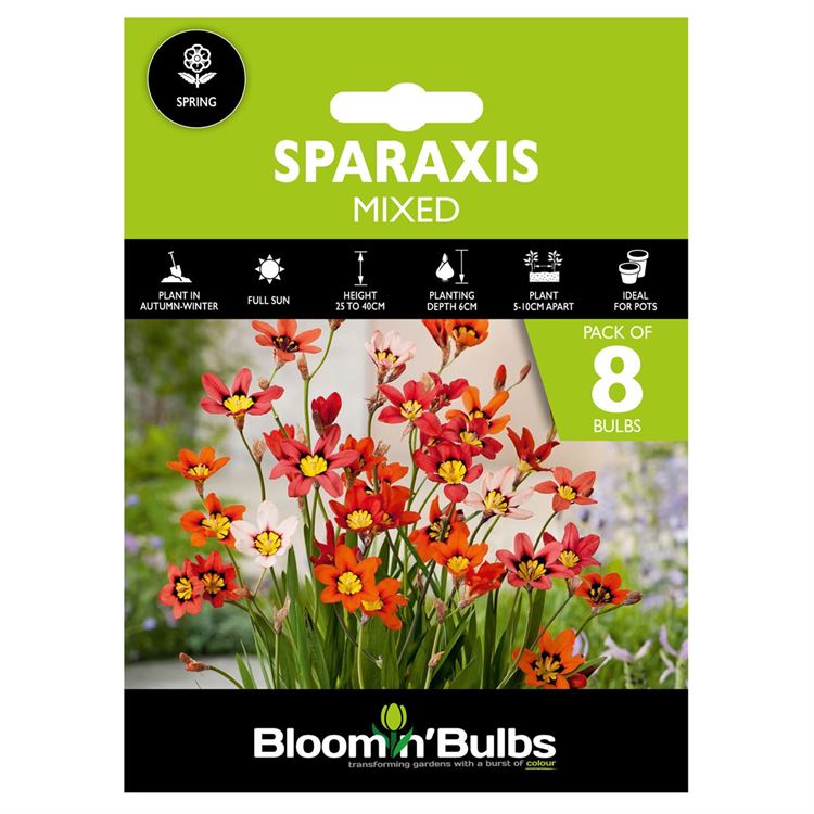 Picture of SPARAXIS MIXED 8pk