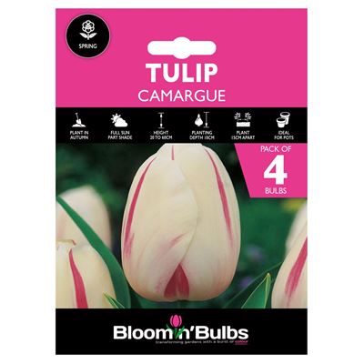 Picture of TULIP CAMARGUE 4pk