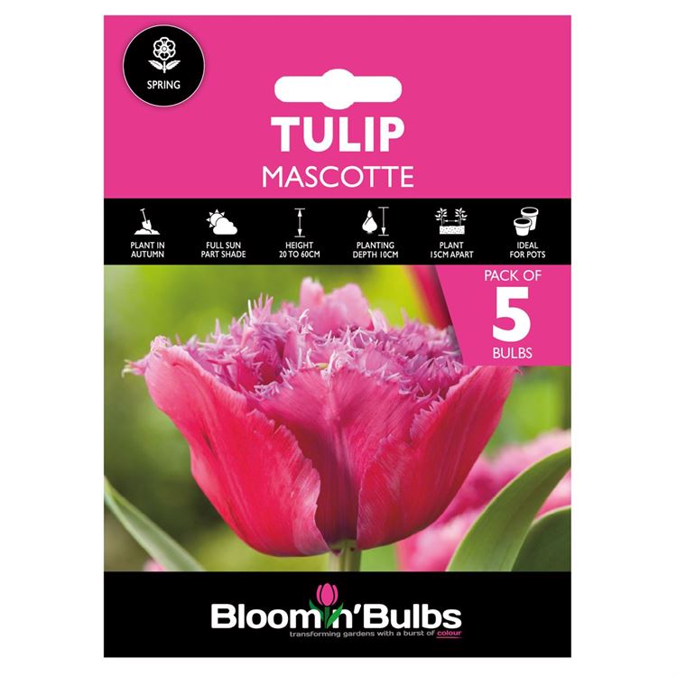 Picture of TULIP MASCOTTE 5pk