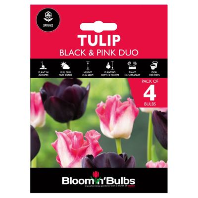 Picture of TULIP DUO - BLACK & PINK 4PK