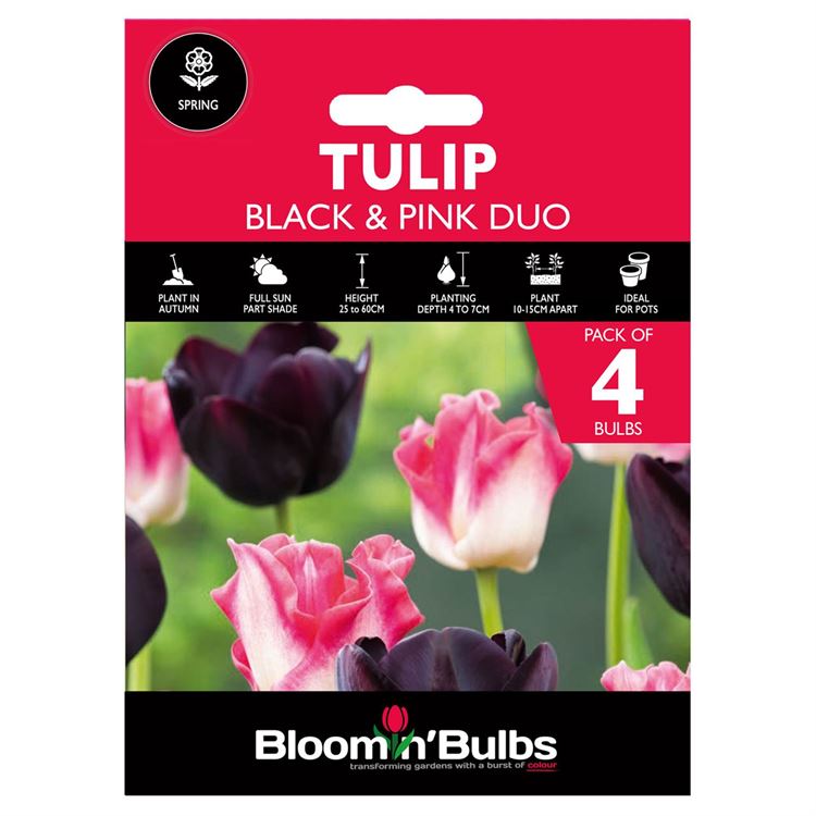 Picture of TULIP DUO - BLACK & PINK 4PK