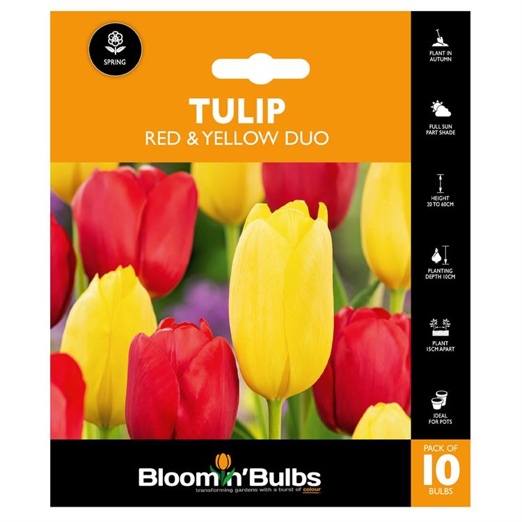 Picture of TULIP DUO RED AND YELLOW 10pk