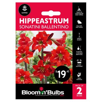 Picture of HIPPEASTRUM SON BALLENTINO 2pk