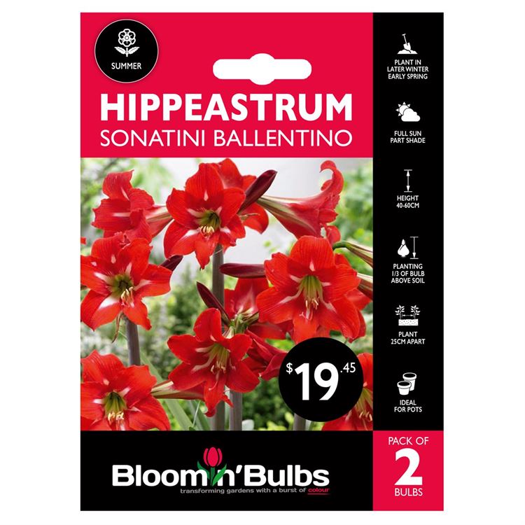 Picture of HIPPEASTRUM SON BALLENTINO 2pk
