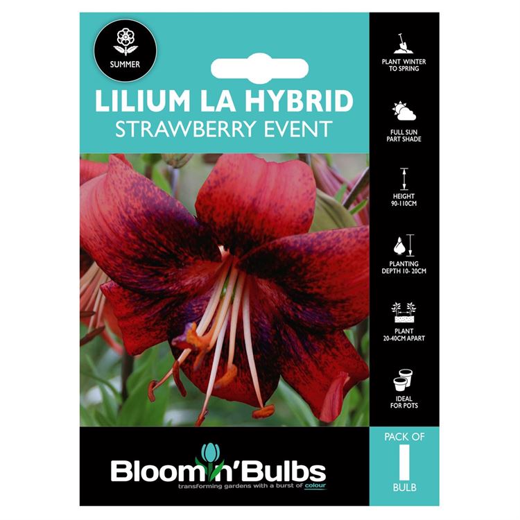 Picture of LILIUM STRAWBERRY EVENT 1pk