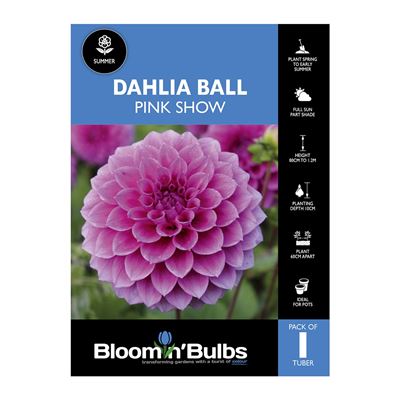 Picture of Dahlia Pink Show 1 Pack