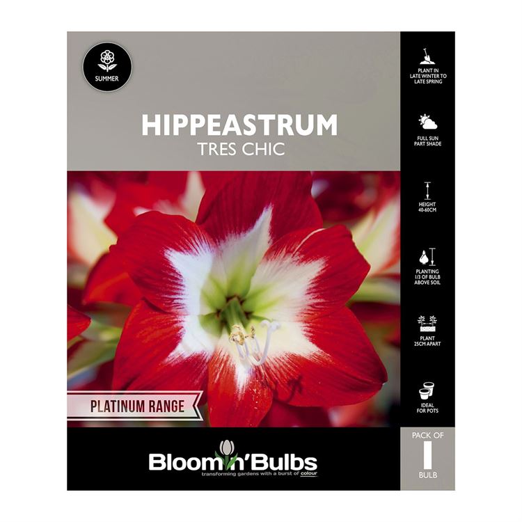 Picture of Hippeastrum Tres Chic 1 Pack