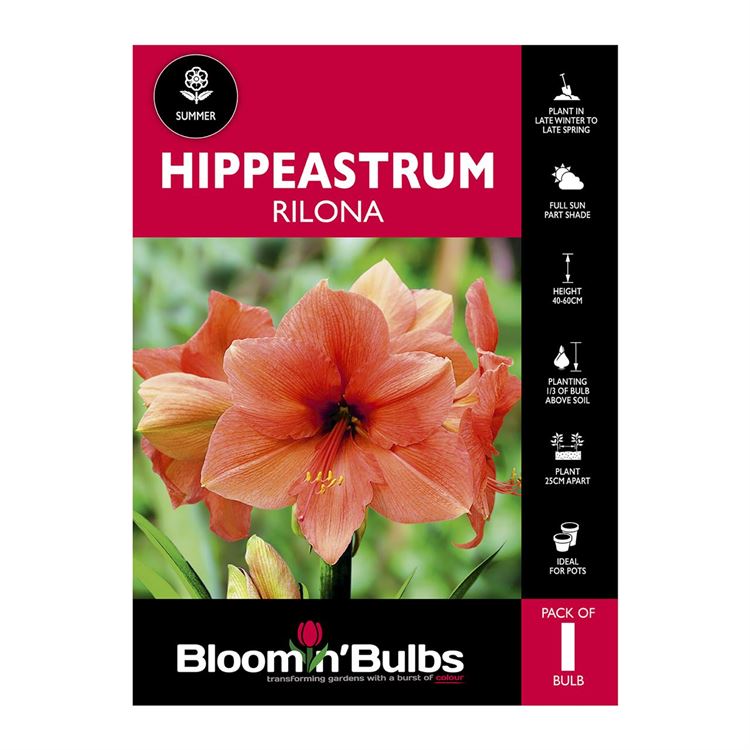 Picture of Hippeastrum Rilona 1 Pack