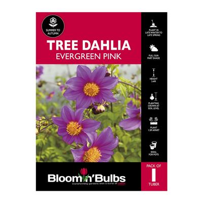 Picture of Tree Dahlia Evergreen Pink 1 Pack