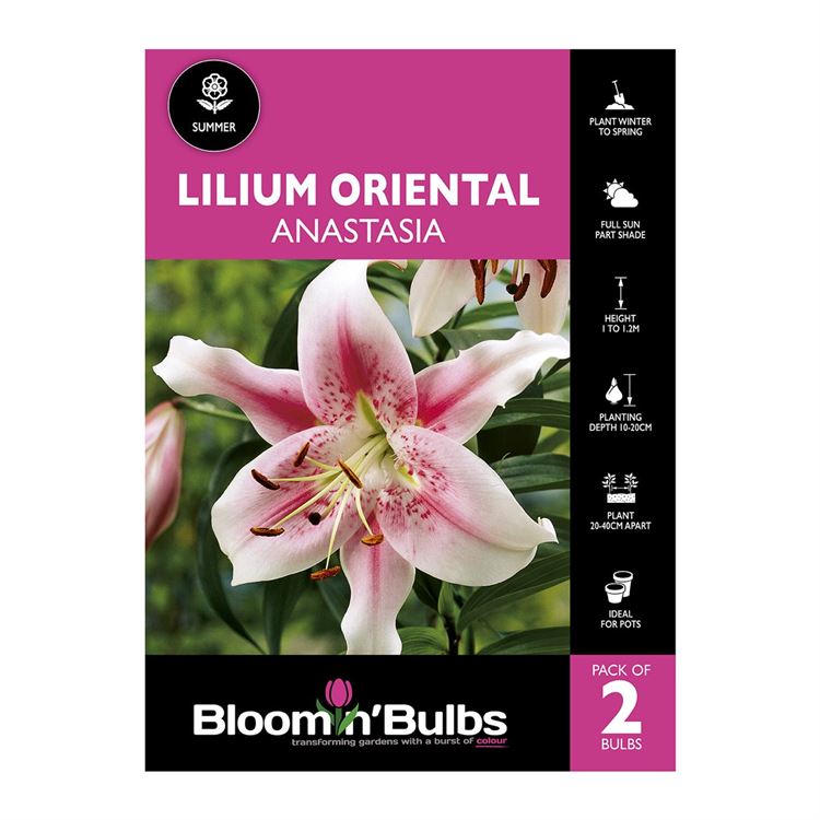 Picture of Lilium Anastasia 2 Pack