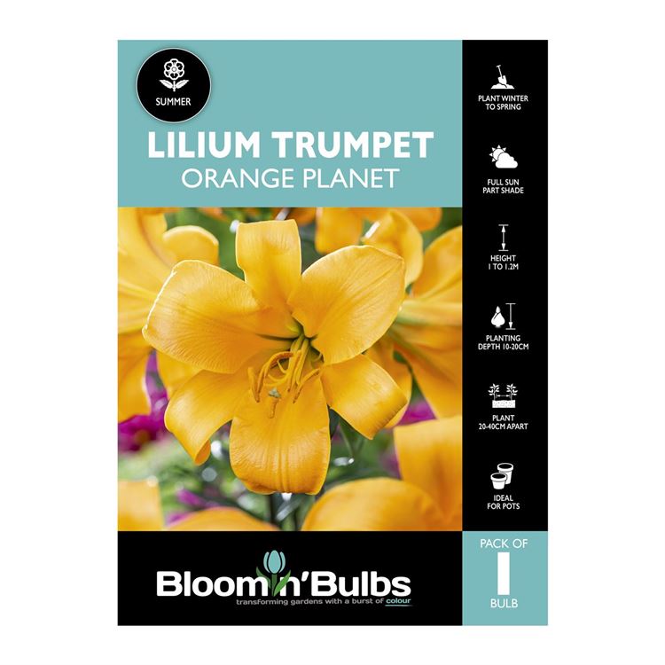 Picture of Lilium Orange Planet 1 Pack
