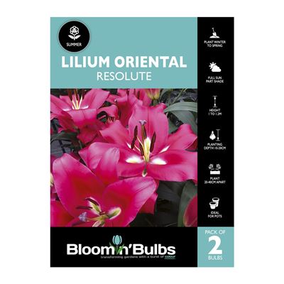 Picture of Lilium Resolute 2 Pack