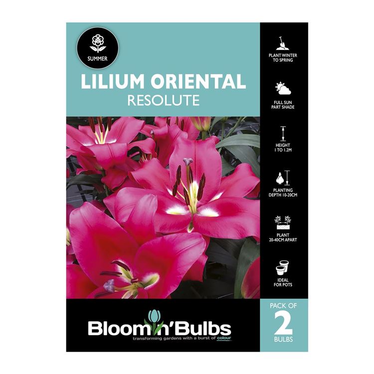 Picture of Lilium Resolute 2 Pack