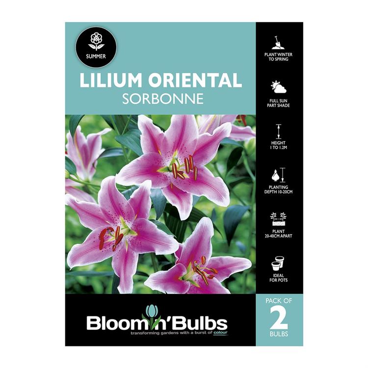 Picture of Lilium Sorbonne 2 Pack