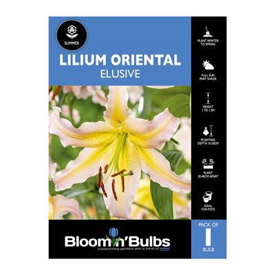 Picture of Lilium Elusive 1 Pack