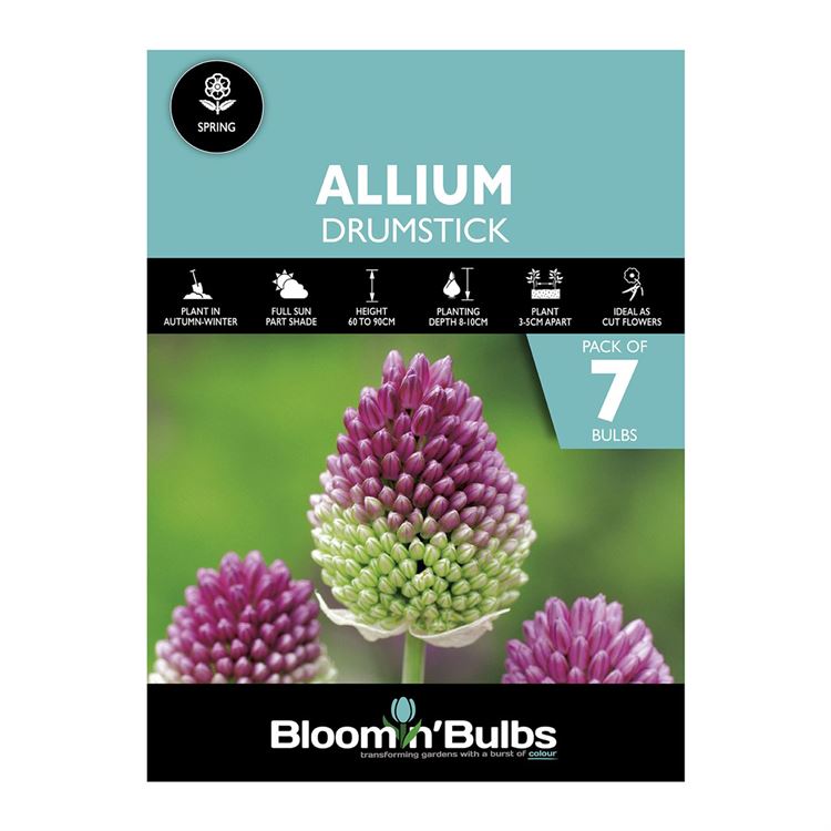 Picture of ALLIUM DRUMSTICK 7pk