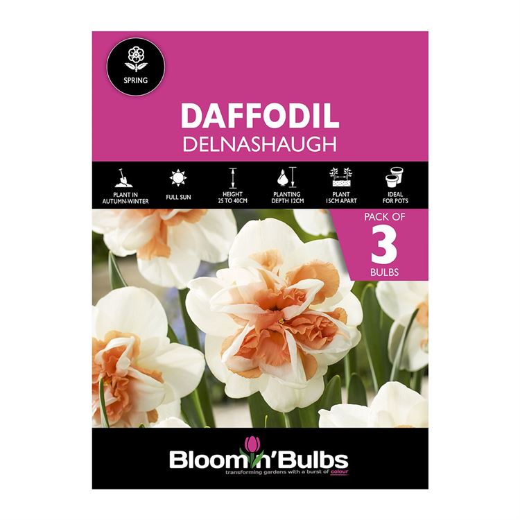 Picture of DAFFODIL DELNASHAUGH 3pk