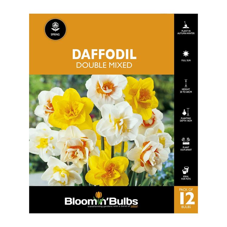 Picture of DAFFODIL DOUBLE MIXED 12PK