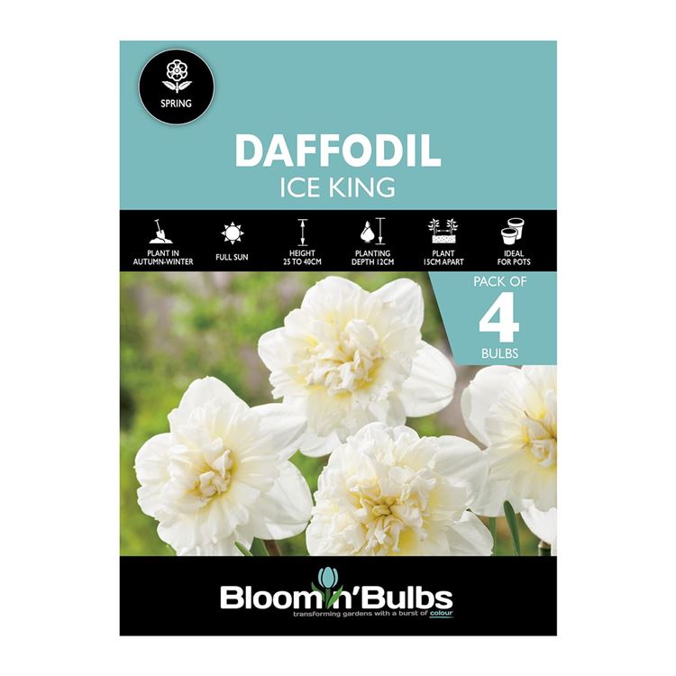 Picture of DAFFODIL ICE KING 4pk
