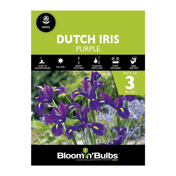 Picture of DUTCH IRIS PURPLE 3PK 