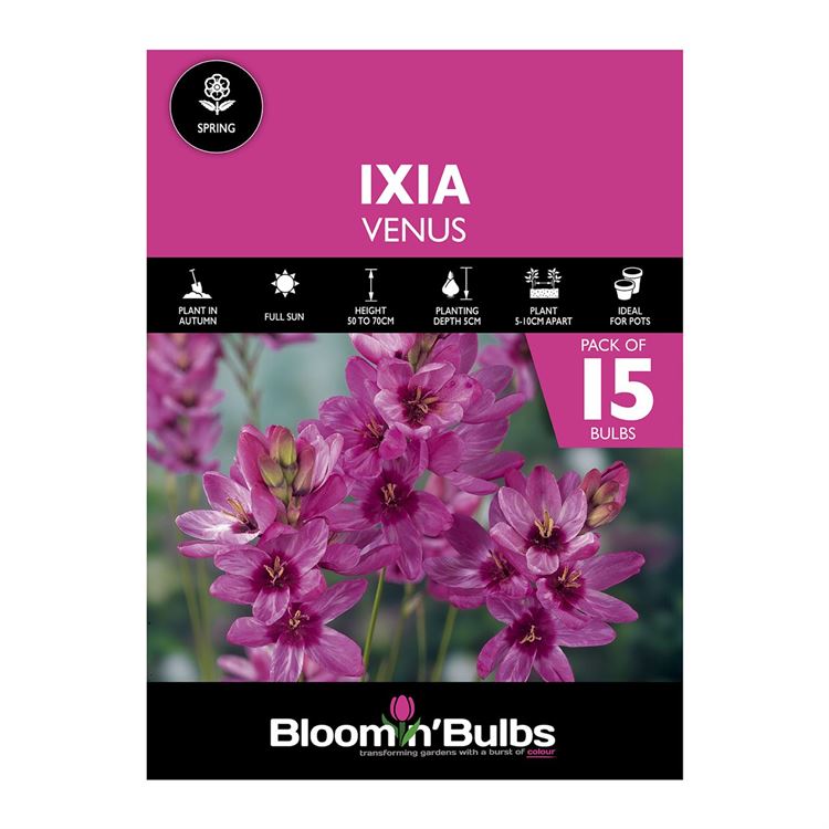 Picture of IXIA VENUS 15pk