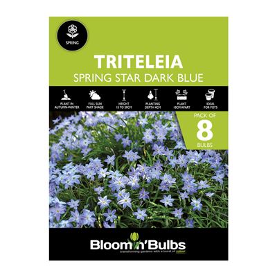 Picture of SPRING STAR DARK BLUE 8pk