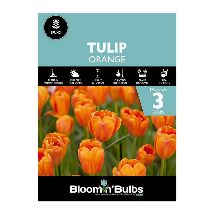 Picture of TULIP ORANGE 3pk