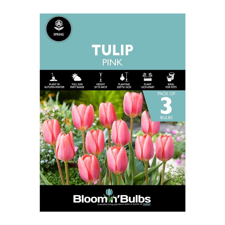 Picture of TULIP PINK 3pk