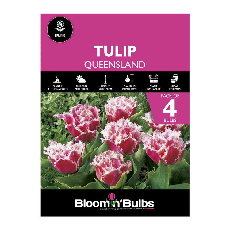 Picture of TULIP QUEENSLAND 4pk