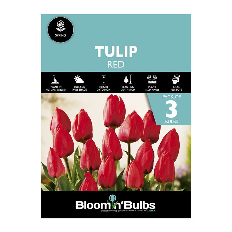 Picture of TULIP RED 3pk