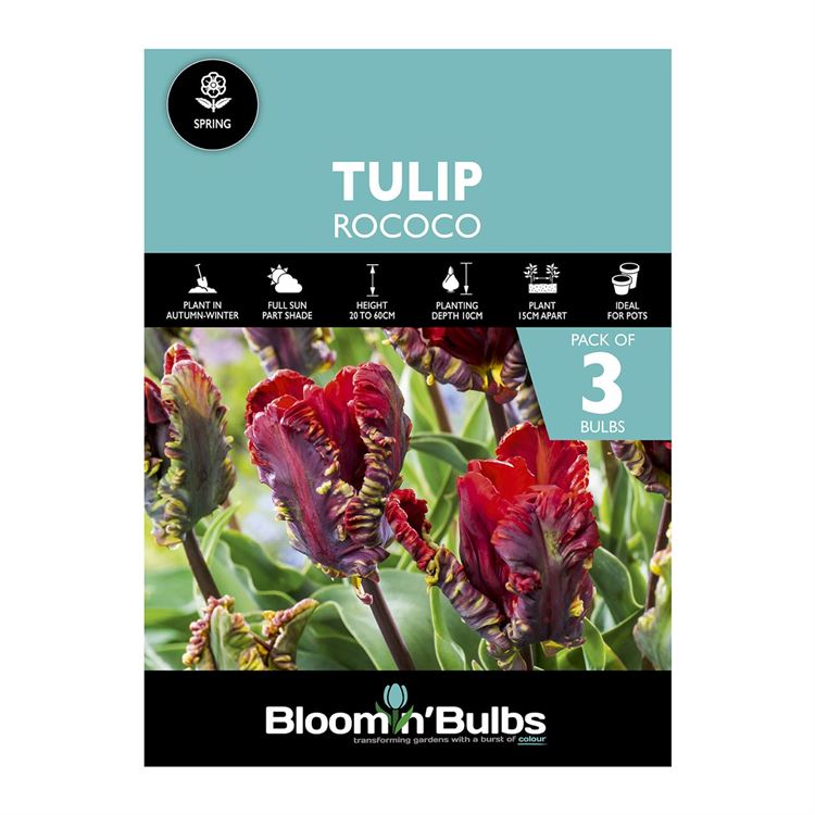 Picture of TULIP ROCOCO 3pk
