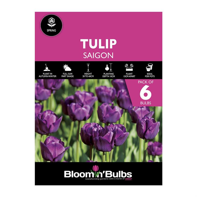 Picture of TULIP SAIGON 6pk