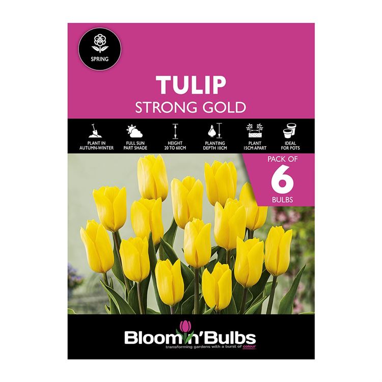 Picture of TULIP STRONG GOLD  6pk