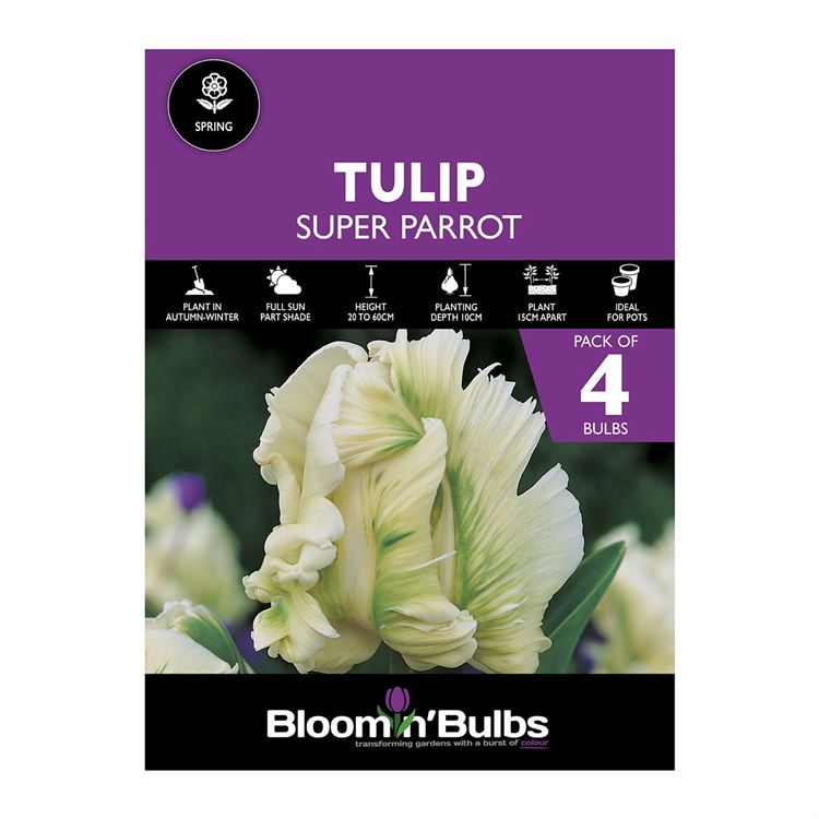 Picture of TULIP SUPER PARROT 4pk
