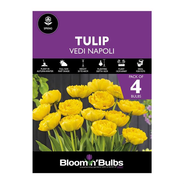 Picture of TULIP VEDI NAPOLI 4pk