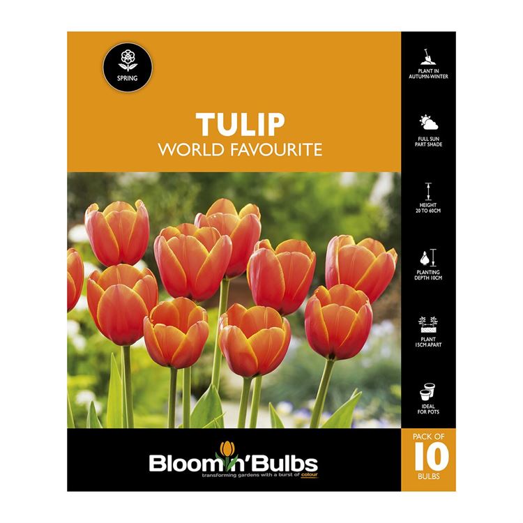 Picture of TULIP WORLD FAVOURITE 10PK 