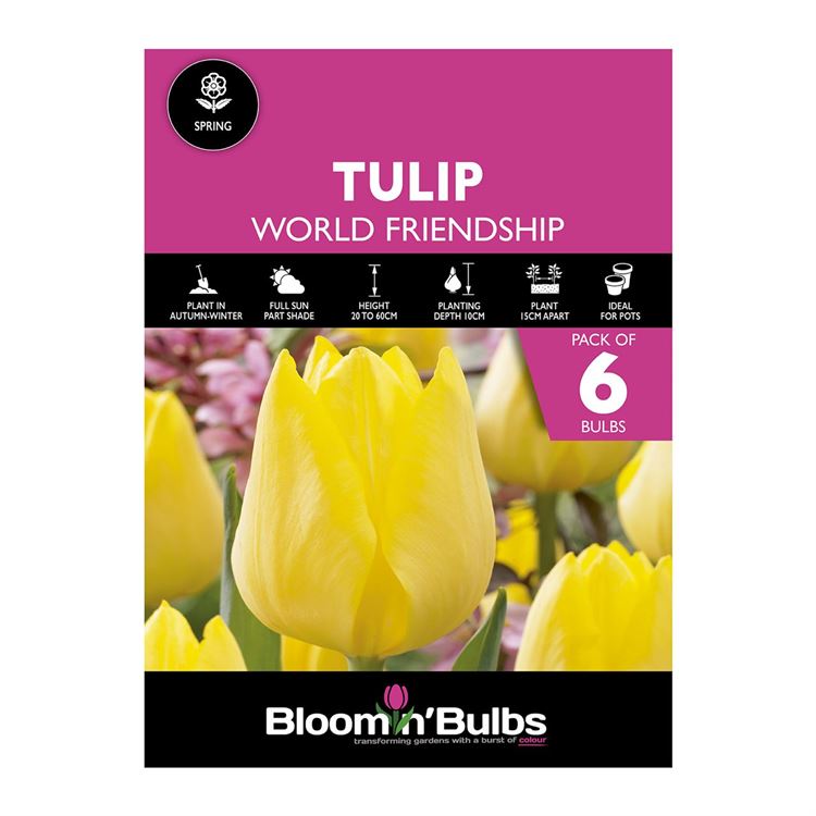 Picture of TULIP WORLD FRIENDSHIP 6pk