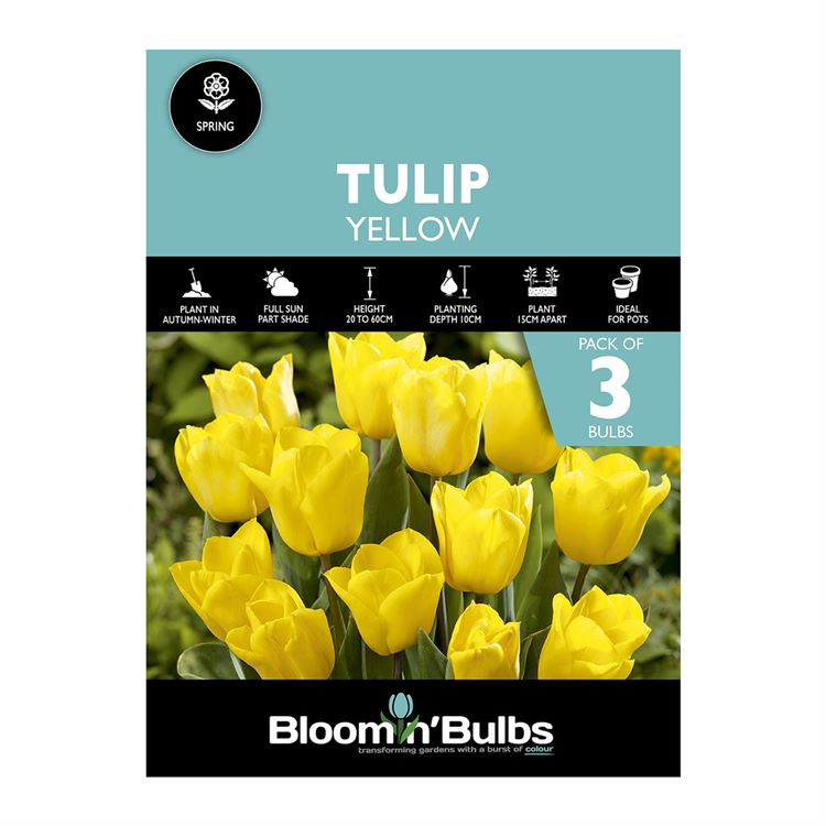Picture of TULIP YELLOW 3pk