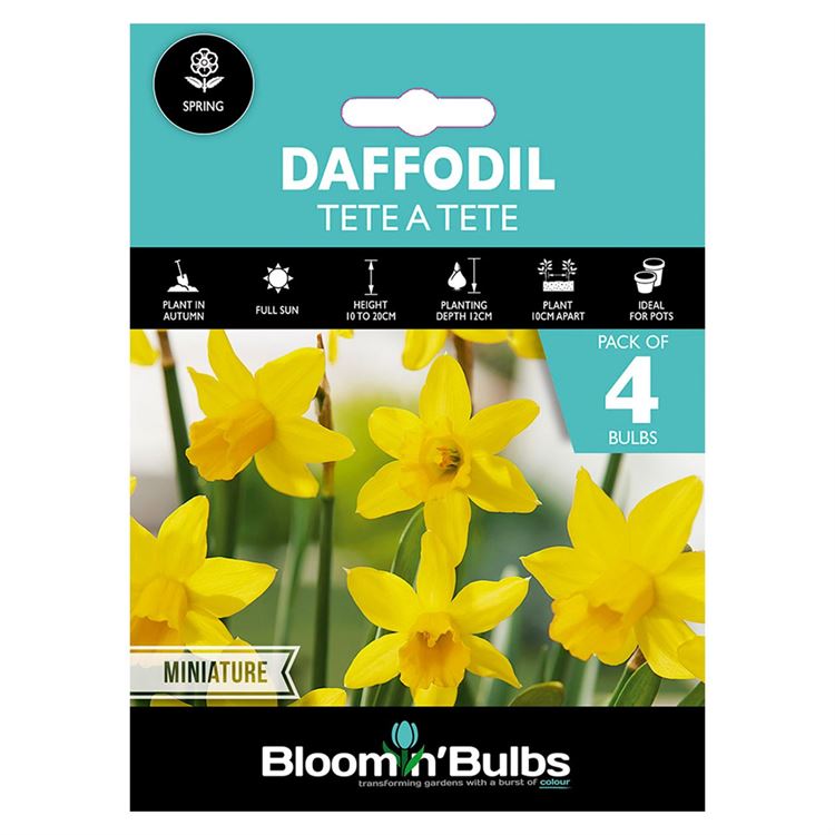 Picture of DAFFODIL TETE A TETE 4pk