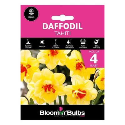Picture of DAFFODIL TAHITI 4pk